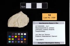 Foto (Objekt + Etikett) von Mesoparapylocheles sp.  (NHMW-GEO-2017-0093-0006)